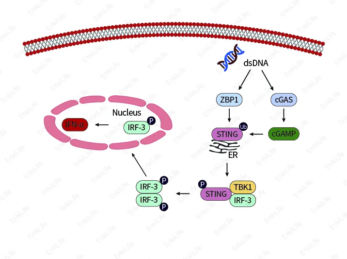 Antiviral innate immunity
